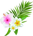 水彩植物