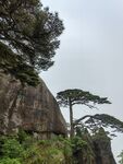 安徽 黄山 迎客松 风景