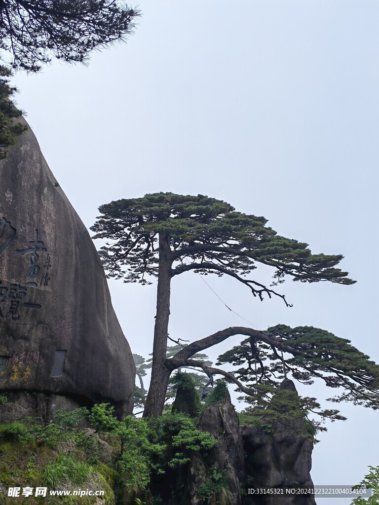 安徽 黄山 迎客松