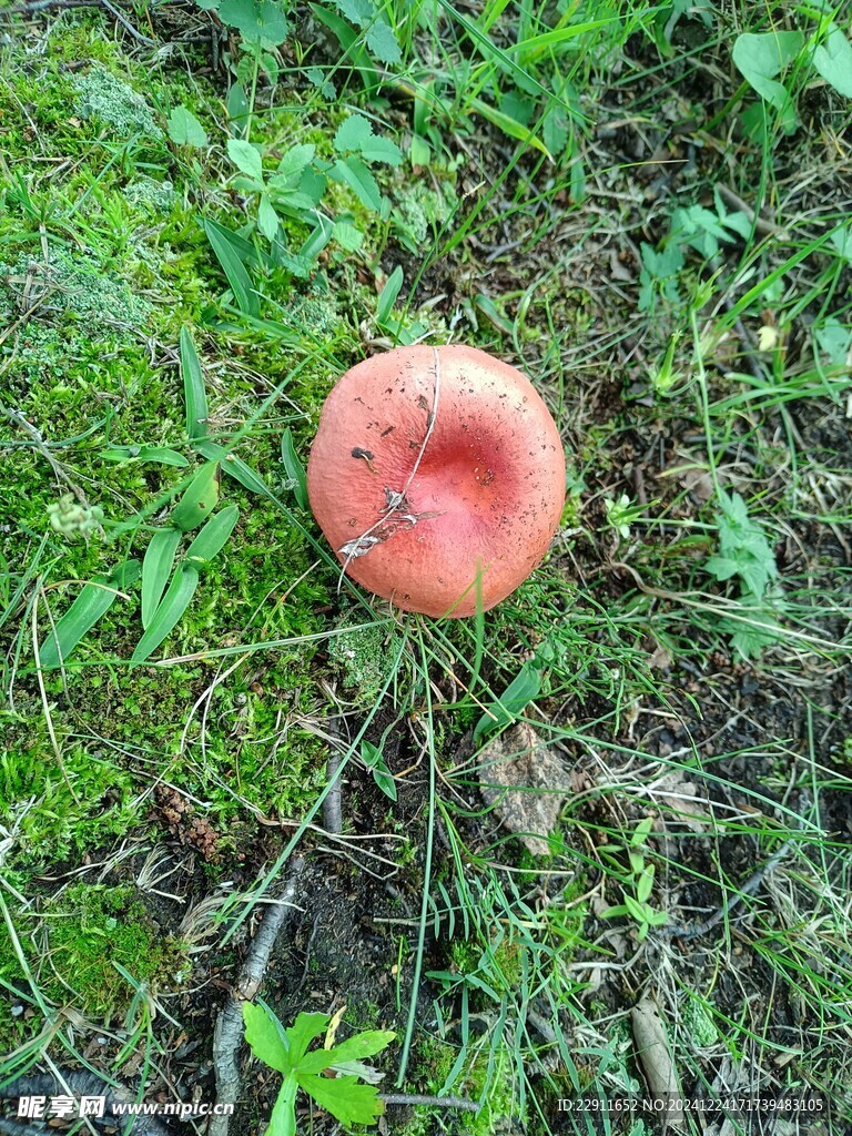 红伞伞蘑菇