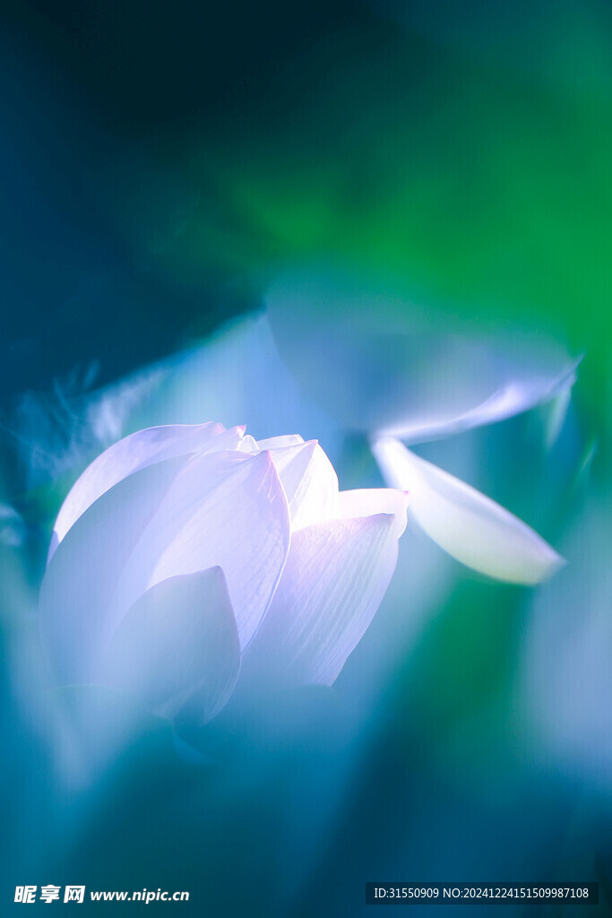 唯美意境荷花