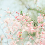 海棠花