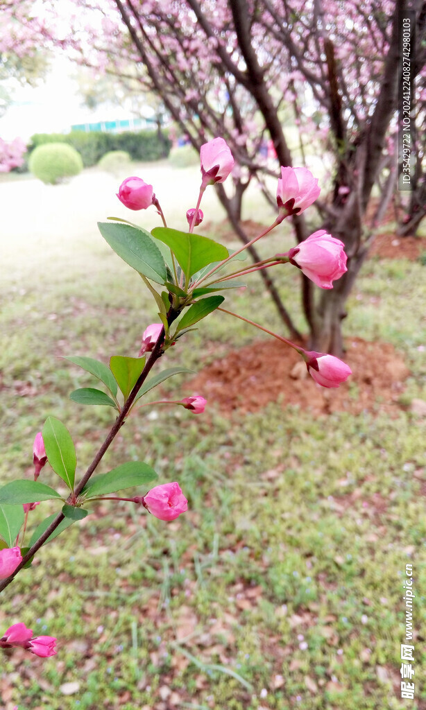 海棠花