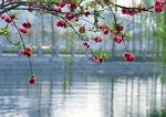 海棠花