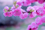 海棠花