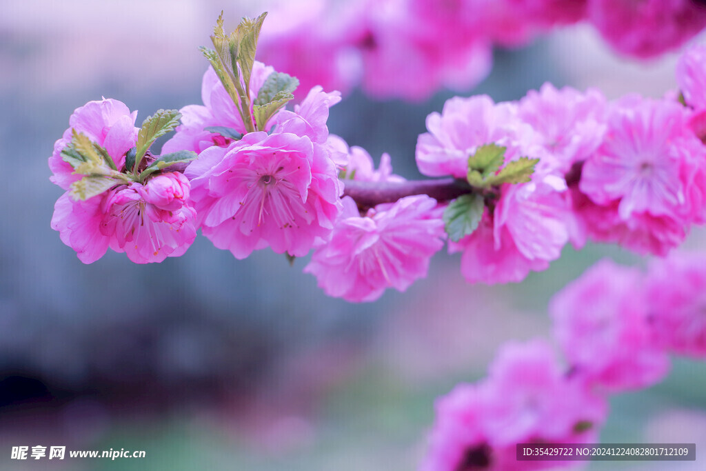 海棠花