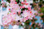 海棠花