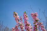 海棠花