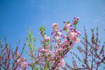 海棠花