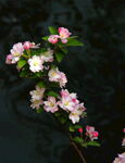 海棠花