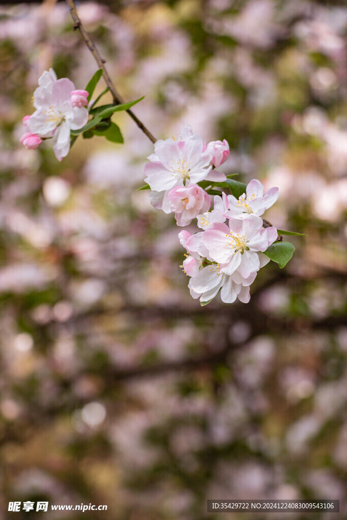 海棠花