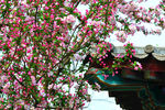 海棠花