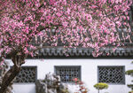 海棠花