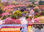 海棠花