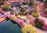 海棠花