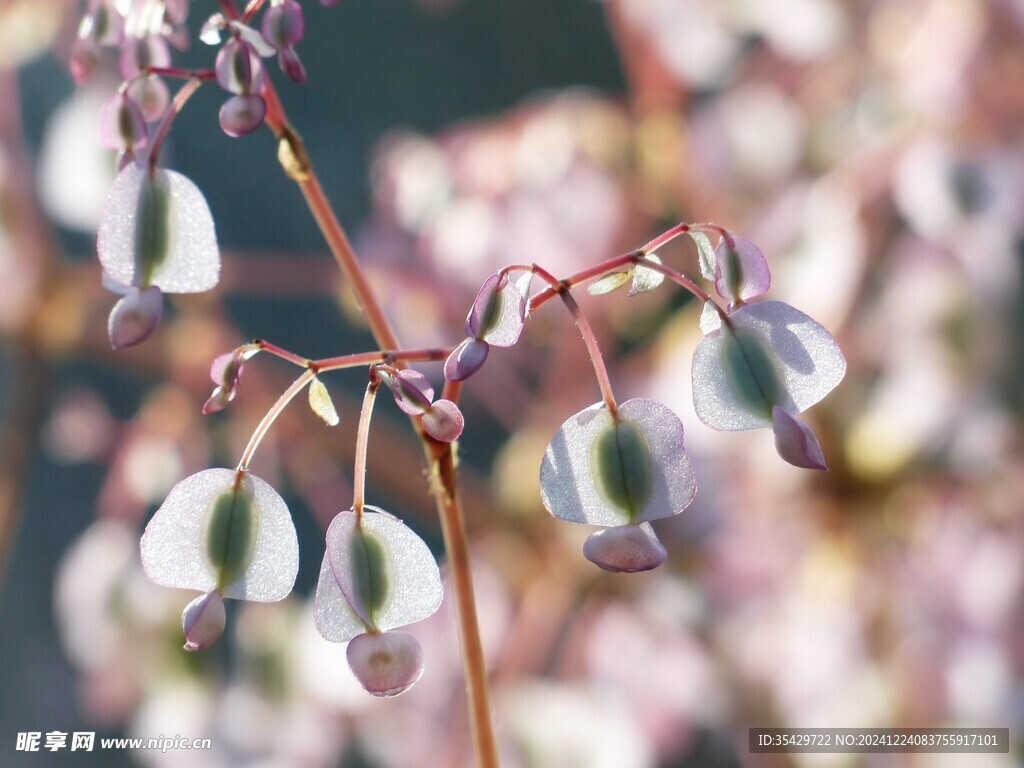 海棠花