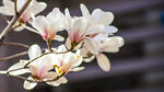 兰花