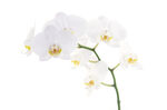 兰花