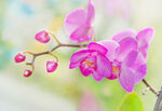 兰花