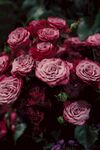 月季花