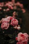 月季花