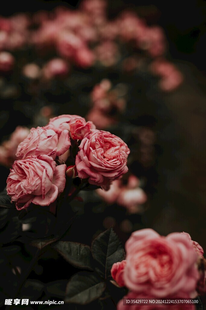 月季花
