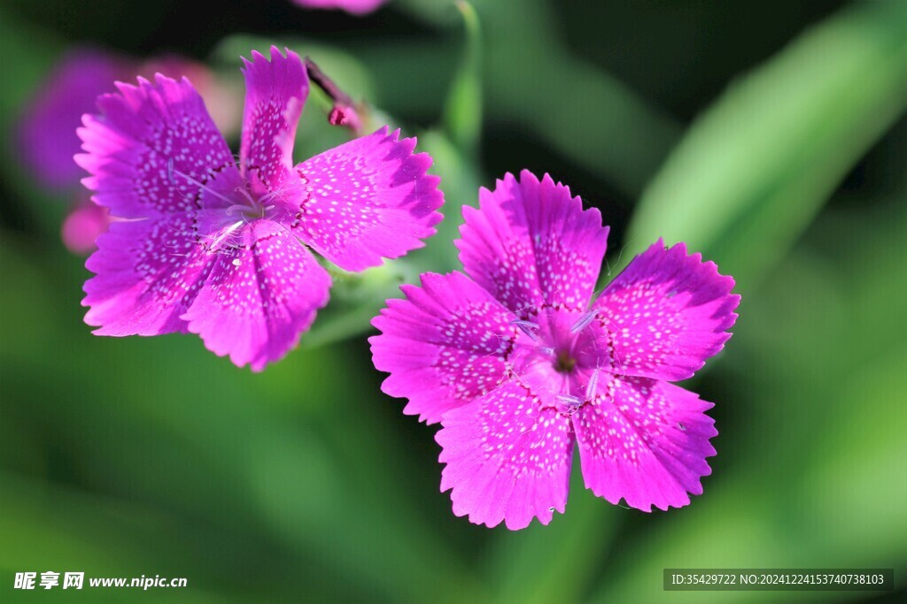 紫色小花