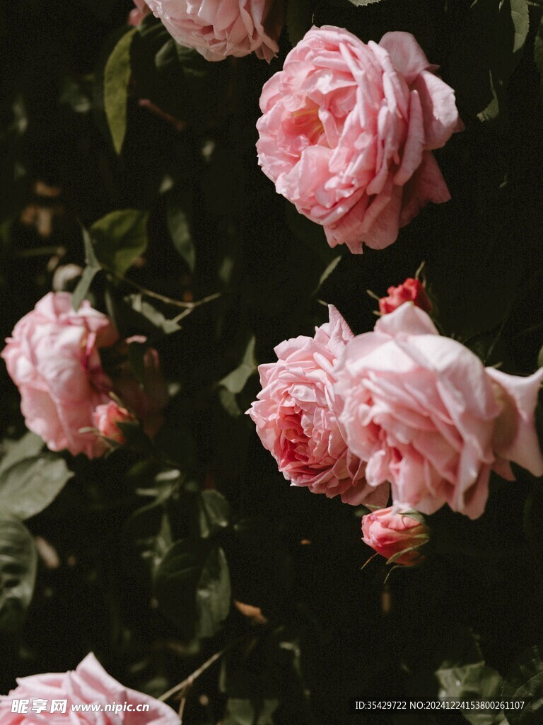 月季花