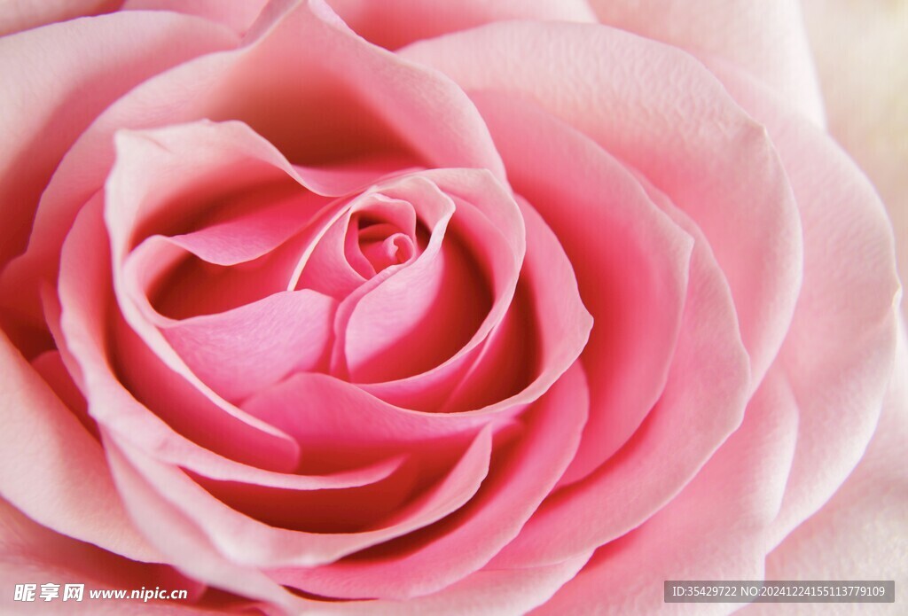 玫瑰花