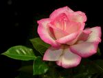 玫瑰花