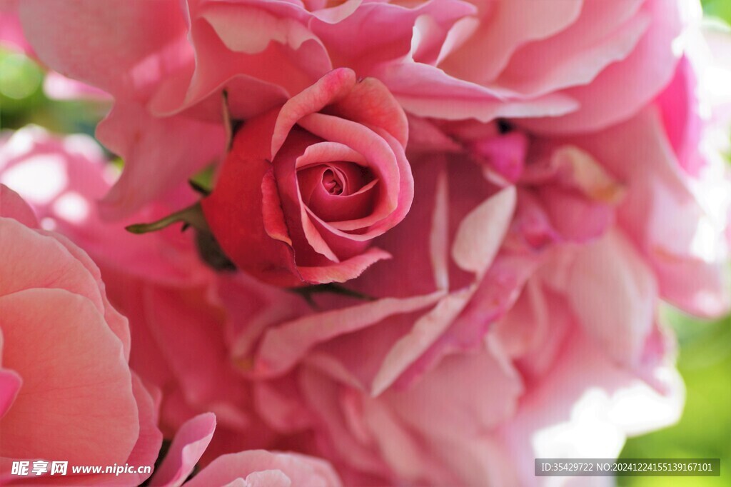 玫瑰花