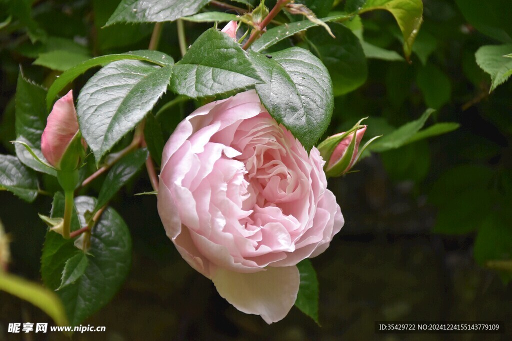 玫瑰花