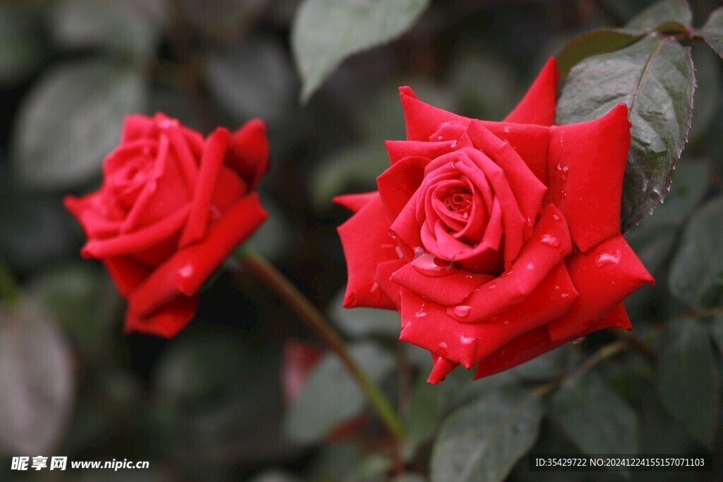 玫瑰花