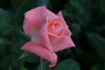 玫瑰花