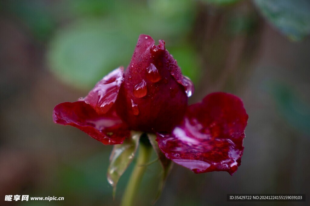 玫瑰花