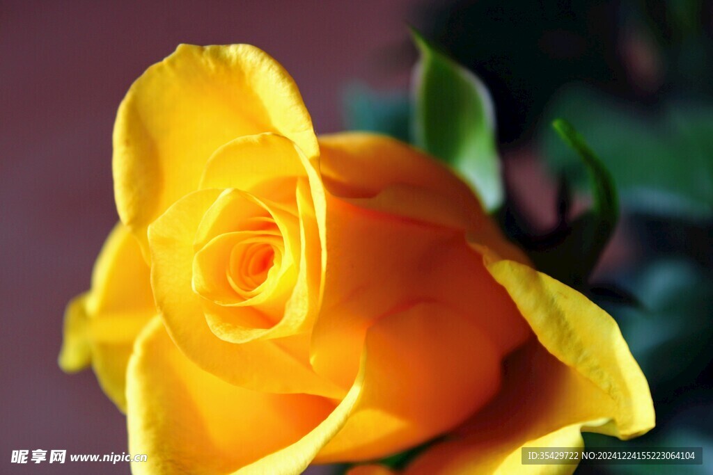 玫瑰花