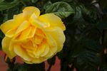玫瑰花