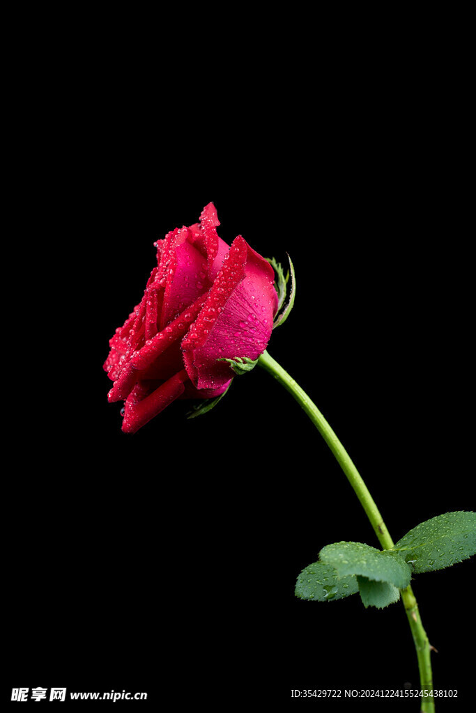 玫瑰花