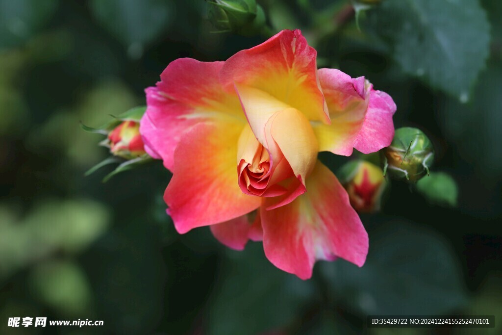 玫瑰花