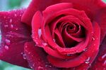 玫瑰花
