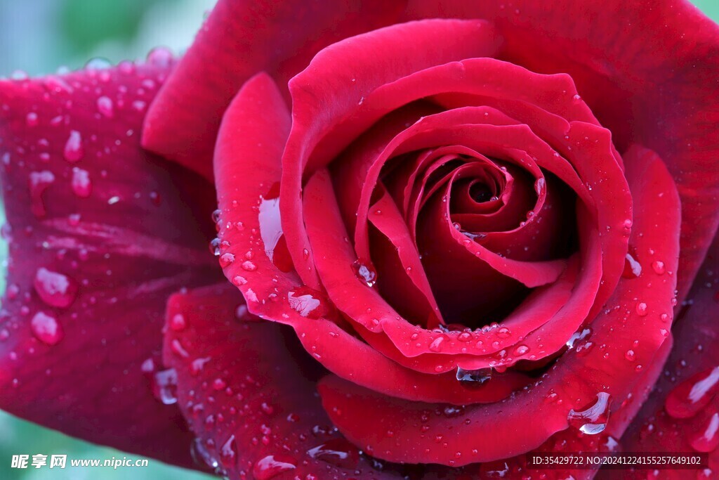 玫瑰花