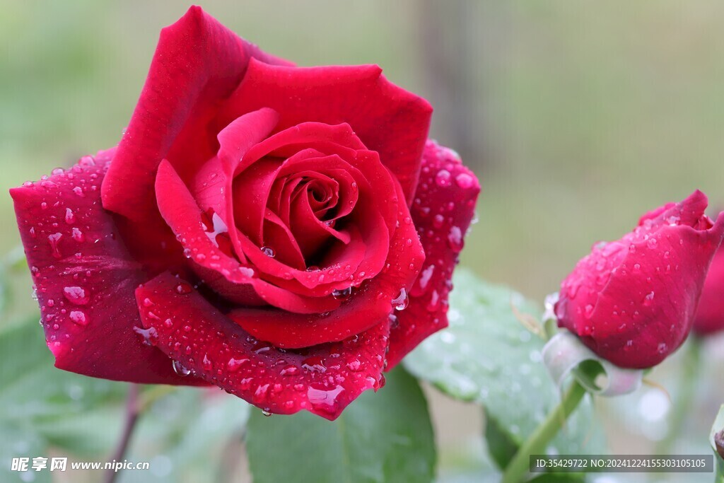 玫瑰花