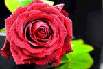 玫瑰花