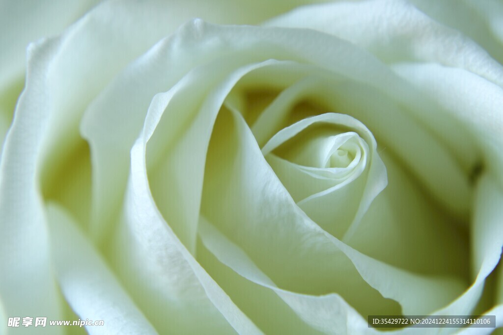 玫瑰花
