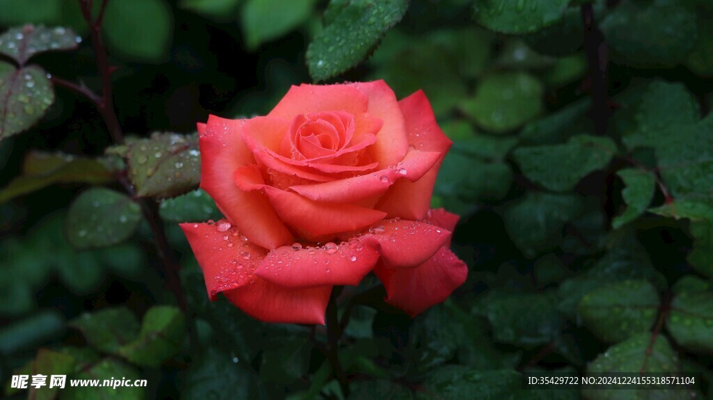 玫瑰花