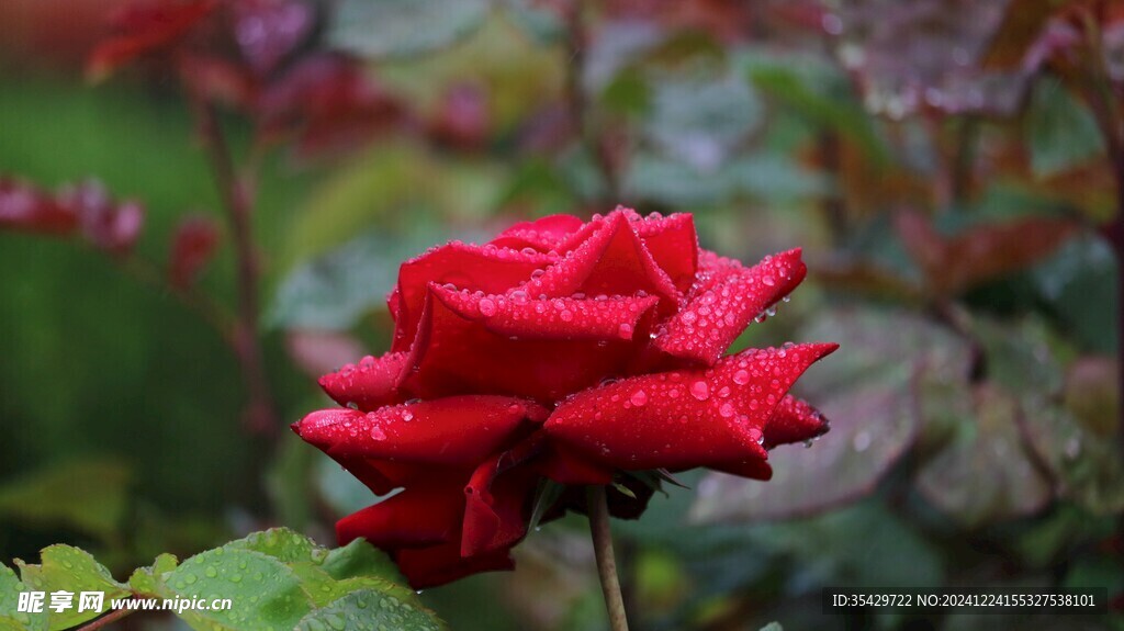 玫瑰花