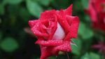玫瑰花