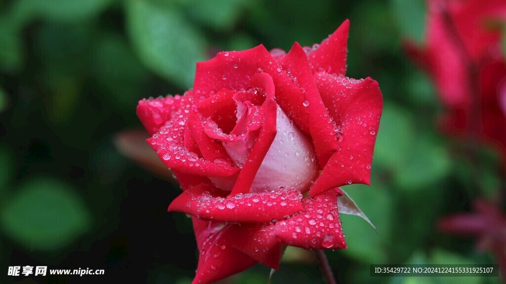 玫瑰花