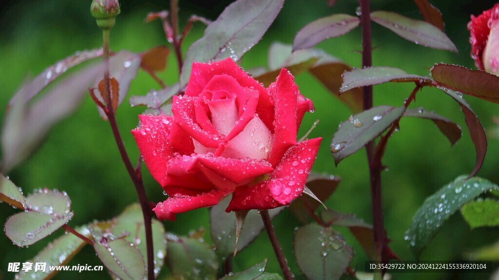 玫瑰花