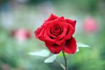 玫瑰花